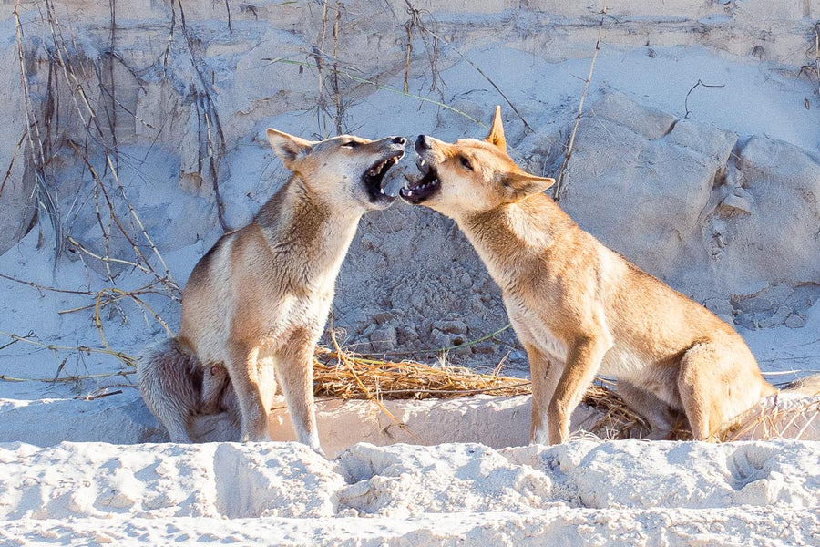 Playful Dingoes - Fraser Island Photos - Josh Whiting Photos
