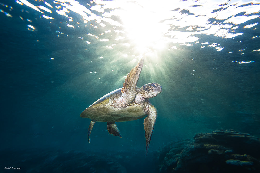 Green Sea Turtle - Great Barrier Reef - Photography Sunshine Coast - Josh Whiting Photos