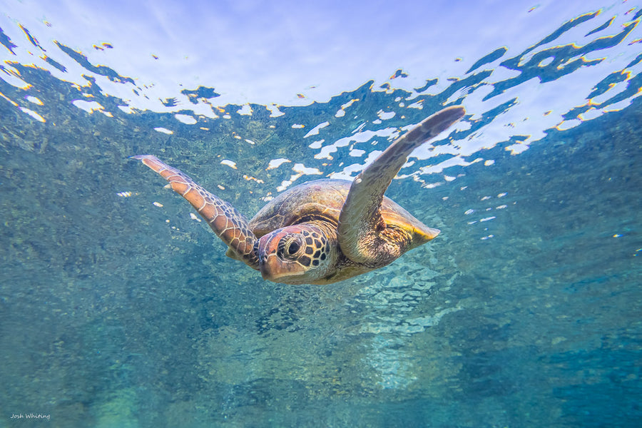 Green Sea turtle - Great Barrier Reef - Australia Photography Prints 