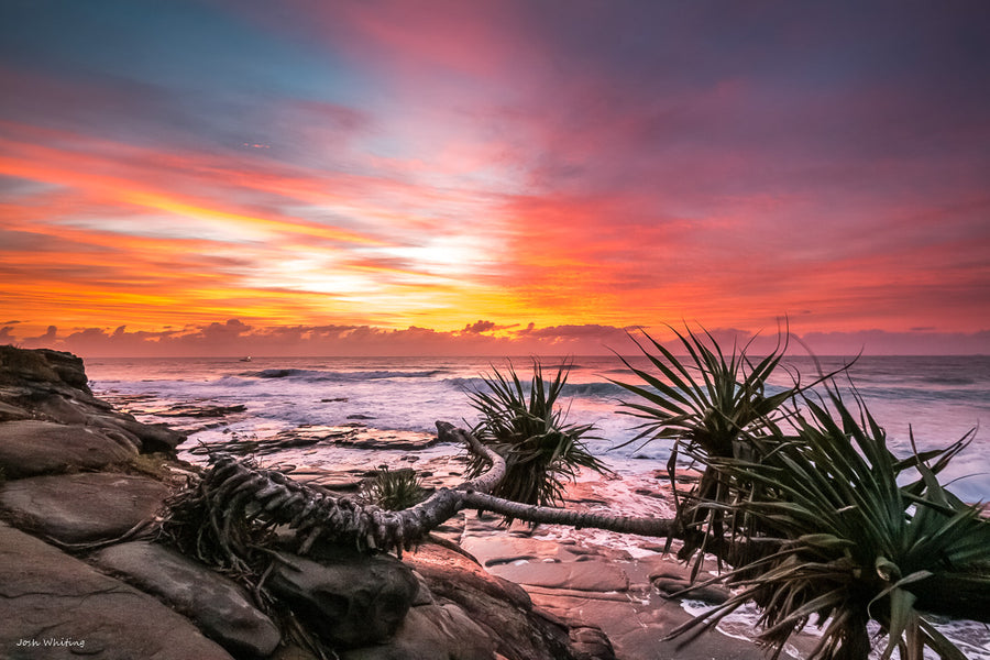 Sunshine Coast Photos - Landscape Prints - Pandanus Sunrise - Josh Whiting Photos